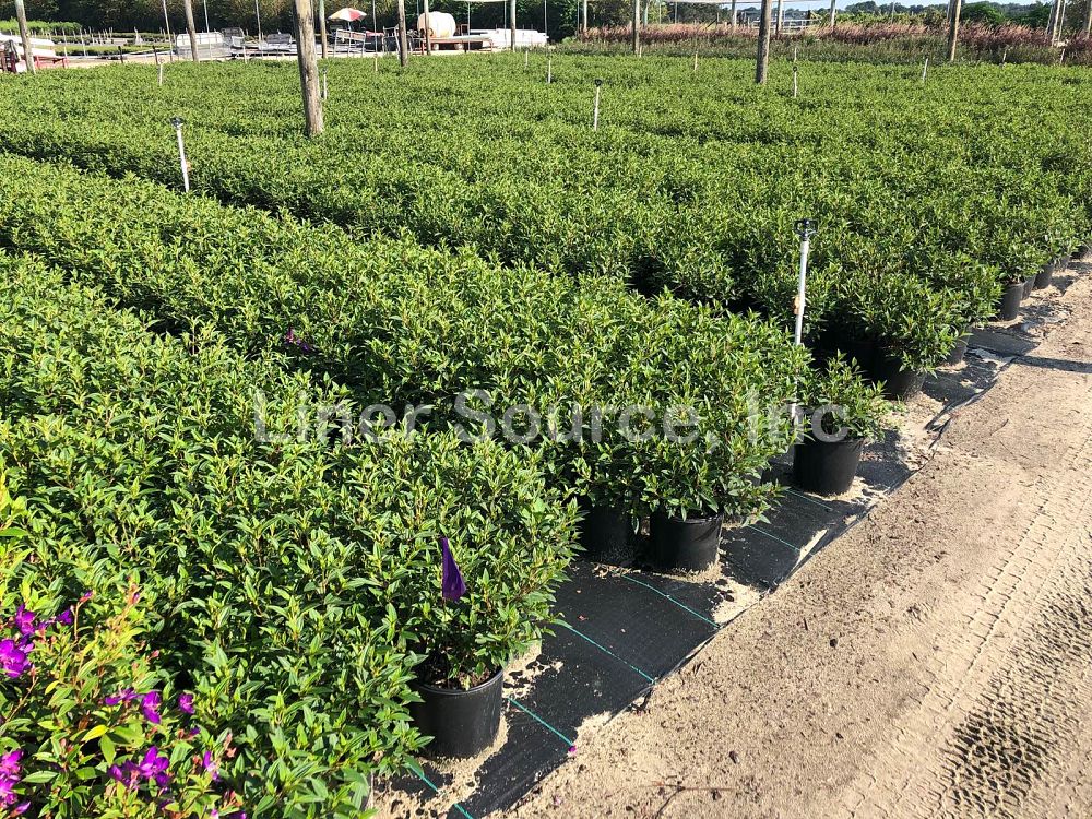 tibouchina-glory-bush