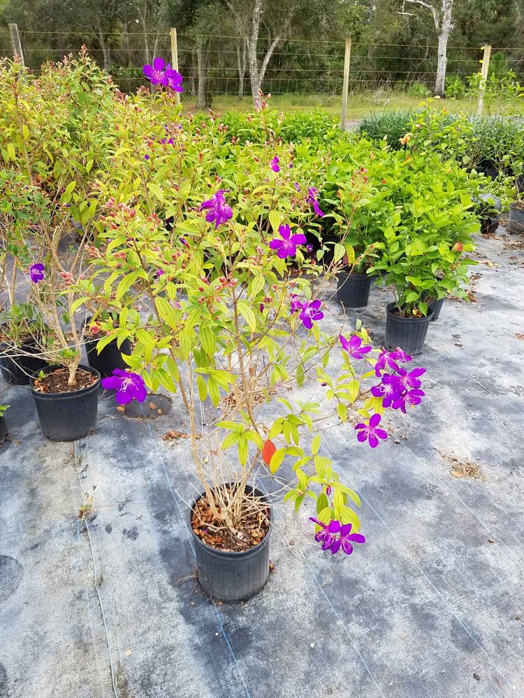 tibouchina-glory-bush