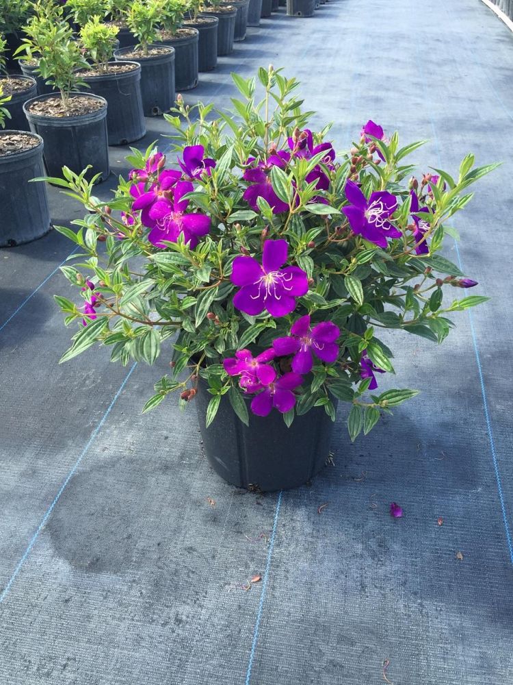 tibouchina-glory-bush