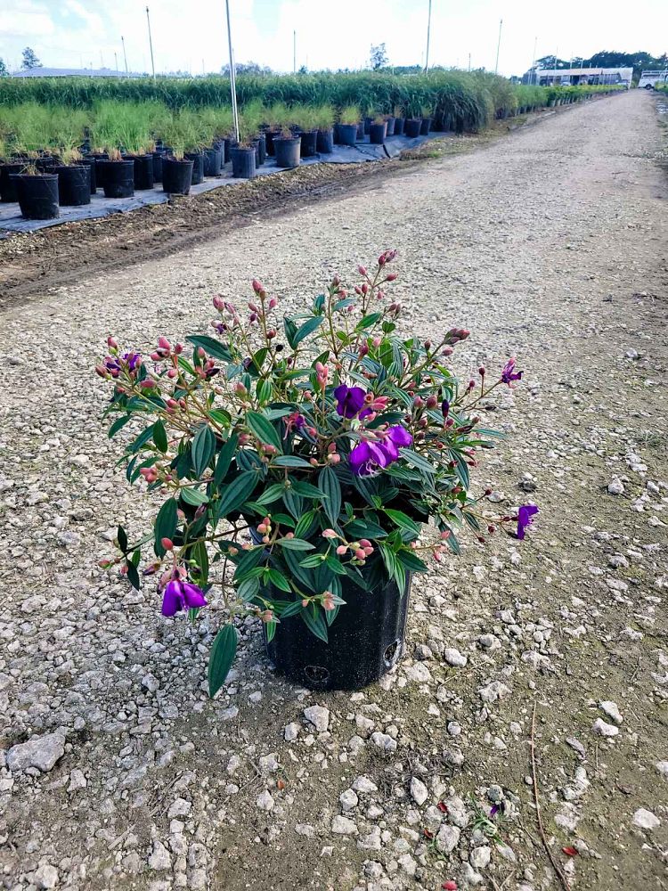 tibouchina-glory-bush