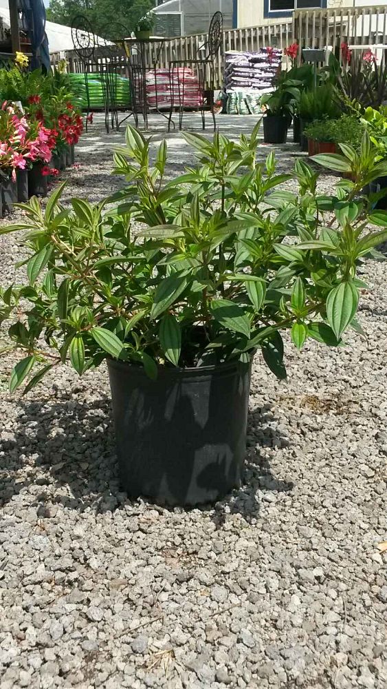 tibouchina-glory-bush