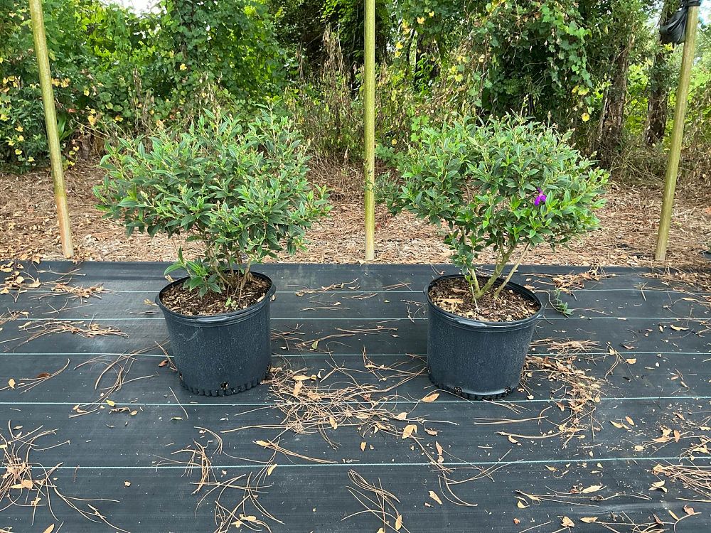 tibouchina-glory-bush