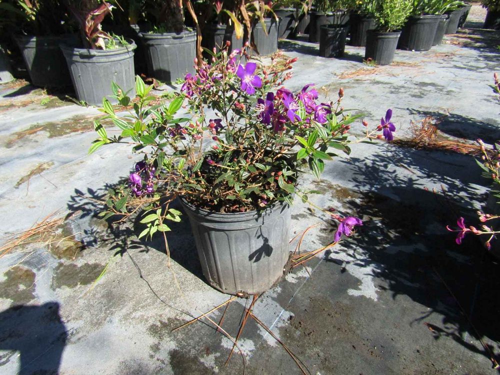 tibouchina-glory-bush