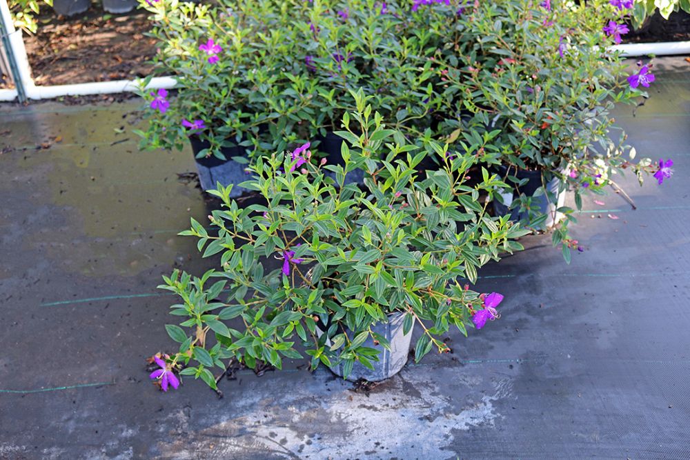 tibouchina-glory-bush