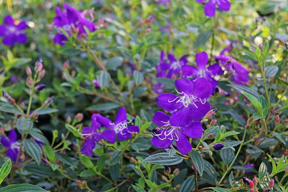 tibouchina-glory-bush
