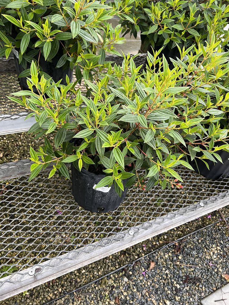 tibouchina-glory-bush