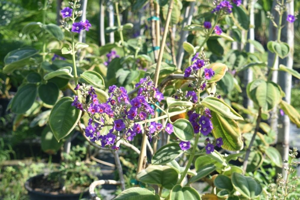 tibouchina-glory-bush