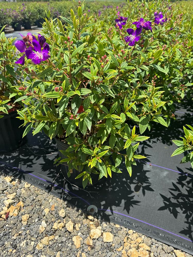 tibouchina-glory-bush