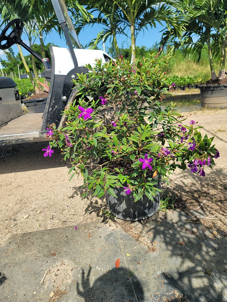 tibouchina-glory-bush