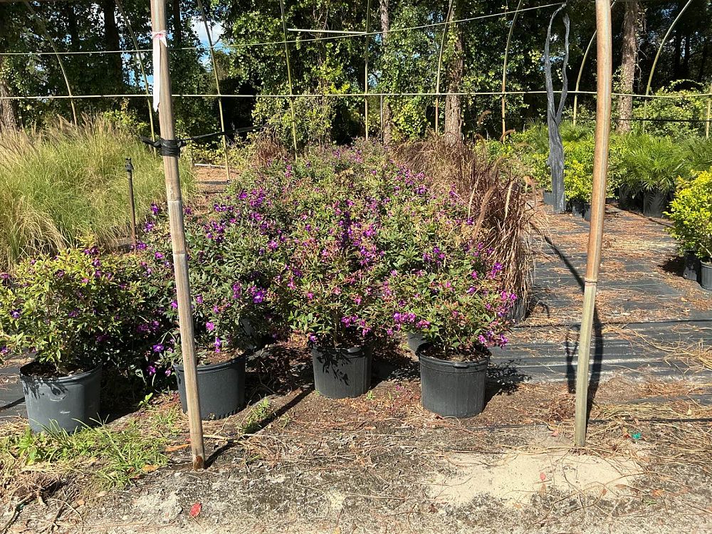 tibouchina-glory-bush