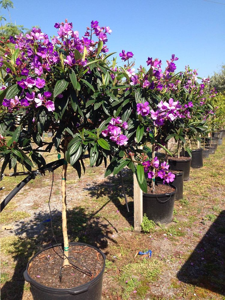 tibouchina-grandifolia-large-leaf-princess-flower-tibouchina-grandiflora