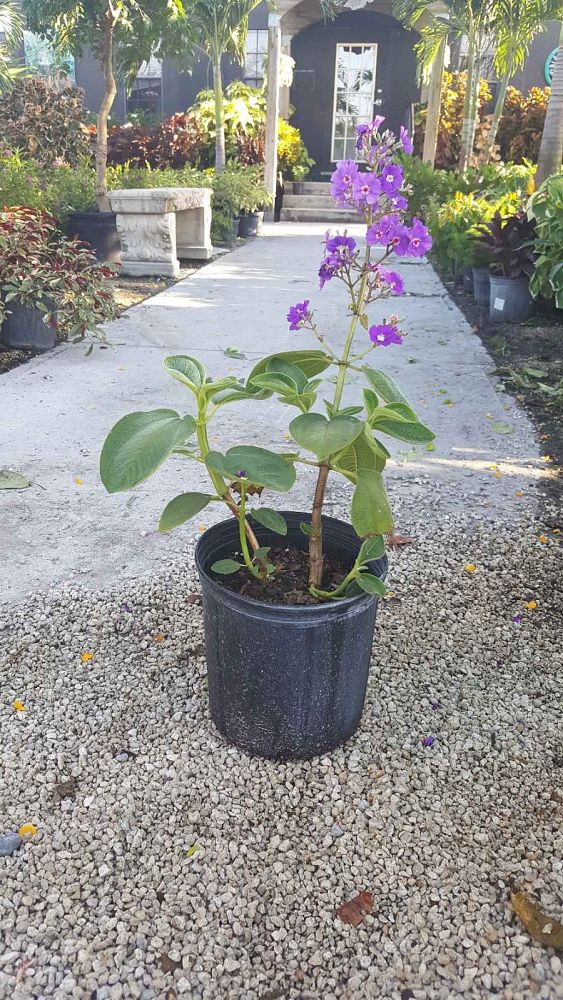 tibouchina-grandifolia-large-leaf-princess-flower-tibouchina-grandiflora
