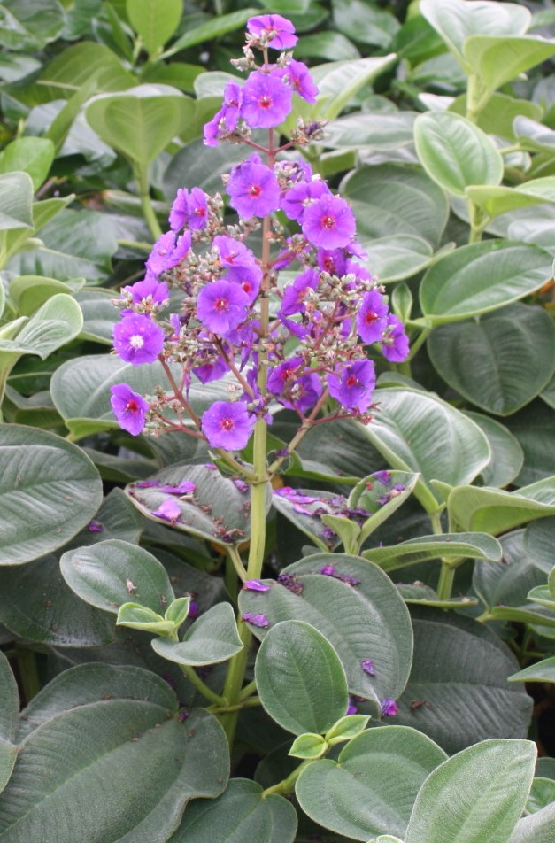 tibouchina-grandifolia-large-leaf-princess-flower-tibouchina-grandiflora