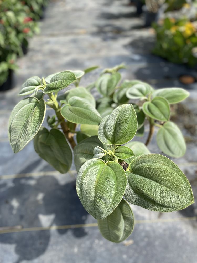 tibouchina-grandifolia-large-leaf-princess-flower-tibouchina-grandiflora