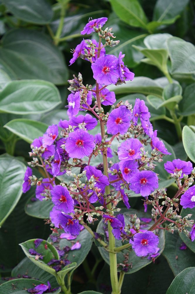 tibouchina-grandifolia-large-leaf-princess-flower-tibouchina-grandiflora