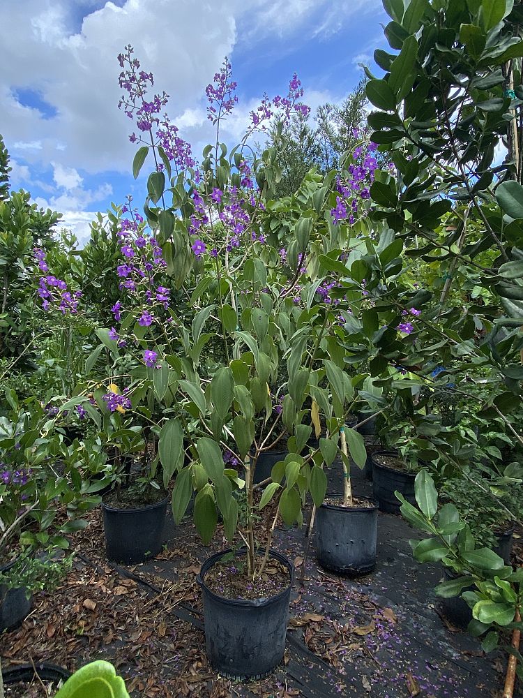 tibouchina-grandifolia-large-leaf-princess-flower-tibouchina-grandiflora