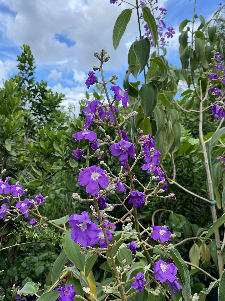 tibouchina-grandifolia-large-leaf-princess-flower-tibouchina-grandiflora
