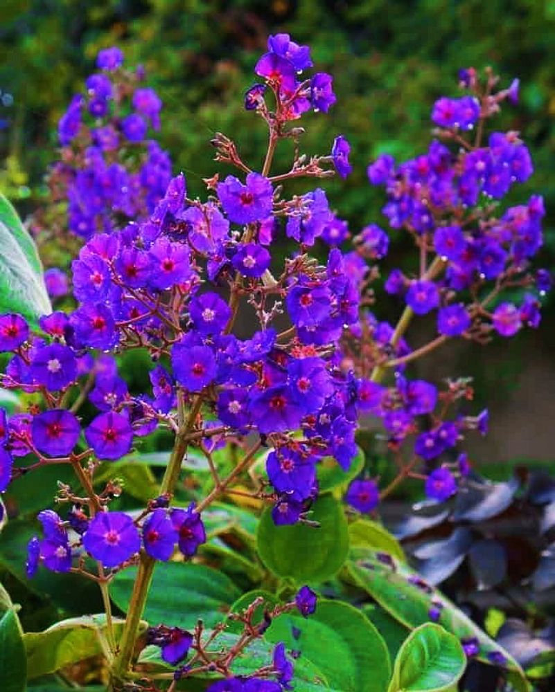 tibouchina-grandifolia-large-leaf-princess-flower-tibouchina-grandiflora