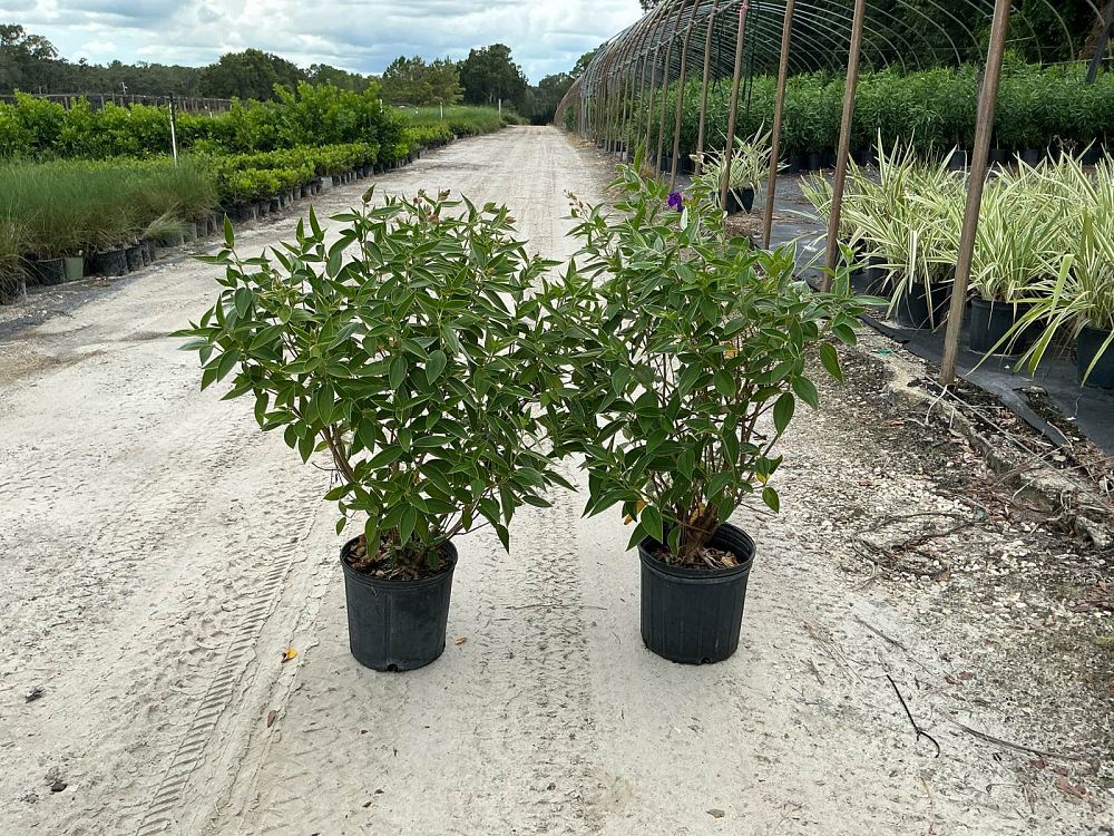 tibouchina-grandifolia-large-leaf-princess-flower-tibouchina-grandiflora