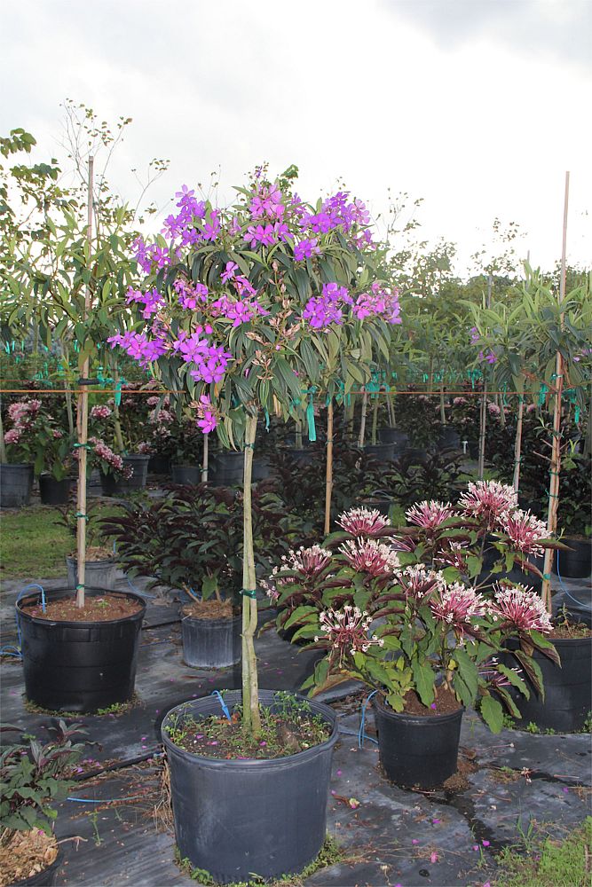 tibouchina-granulosa-purple-glory-tree