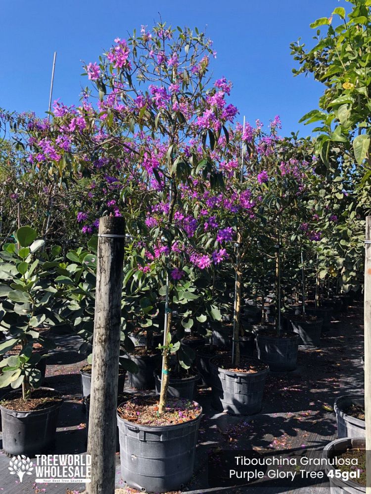 tibouchina-granulosa-purple-glory-tree
