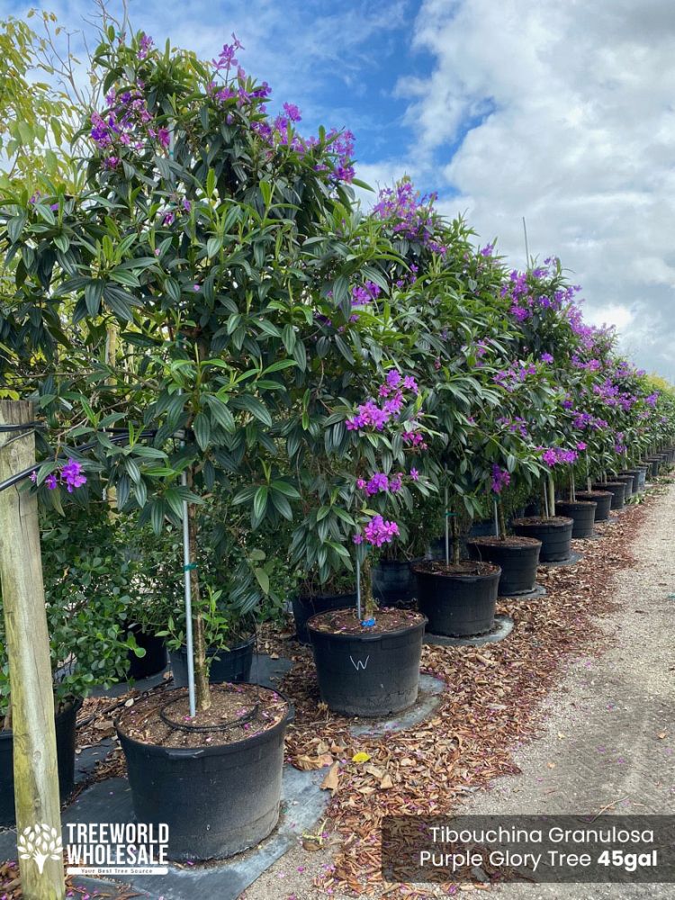 tibouchina-granulosa-purple-glory-tree