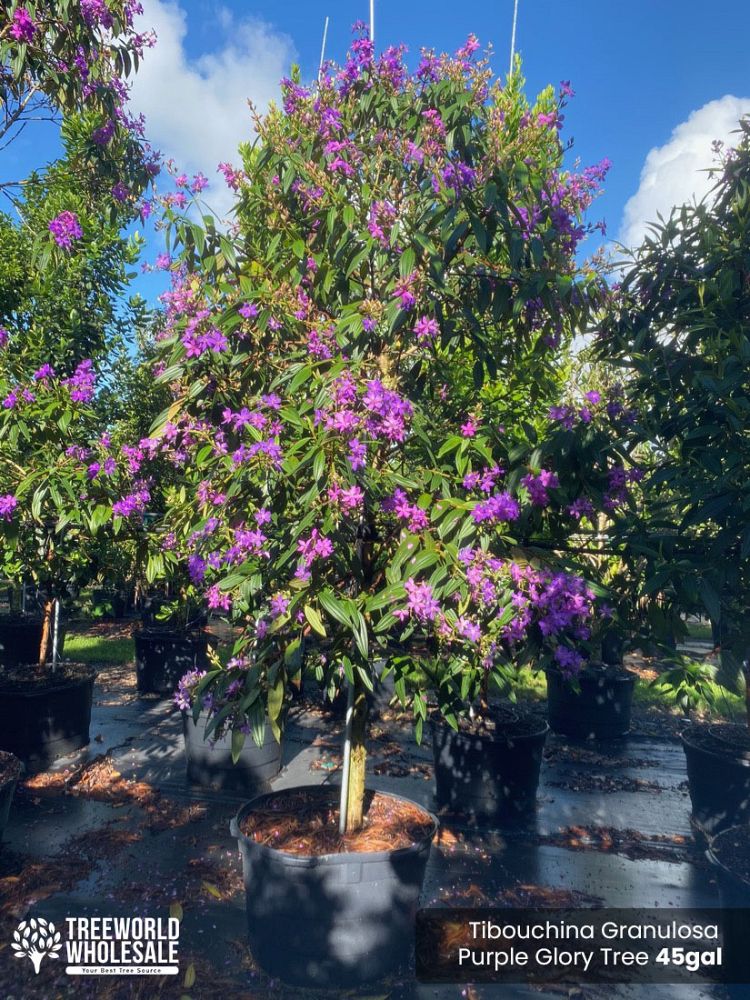 tibouchina-granulosa-purple-glory-tree