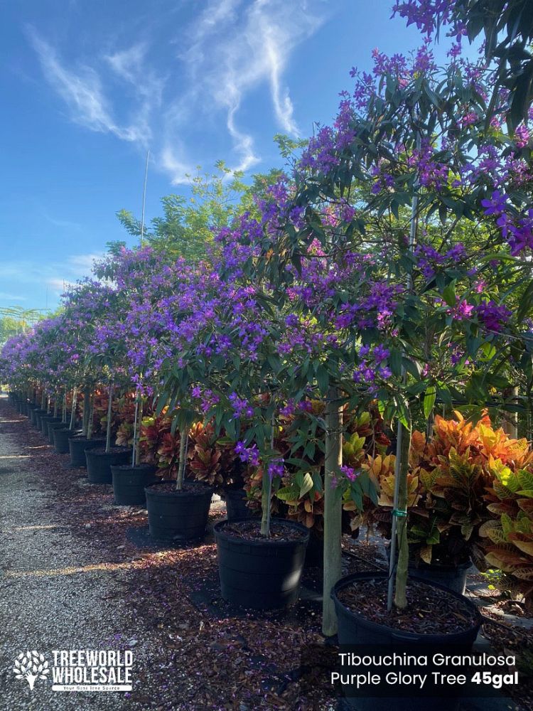 tibouchina-granulosa-purple-glory-tree
