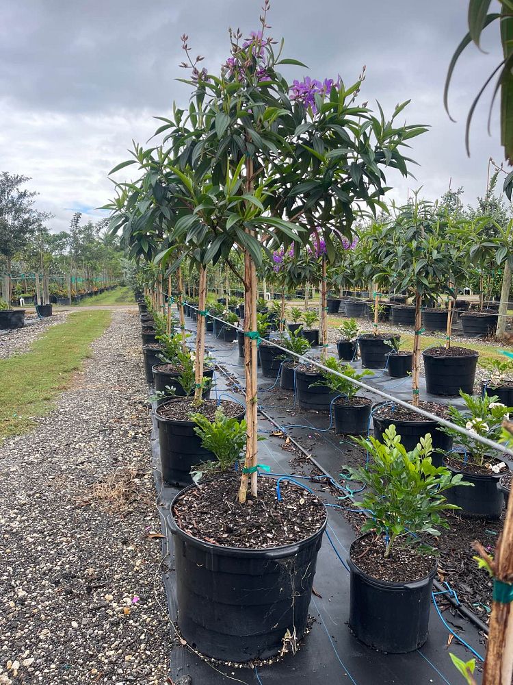 tibouchina-granulosa-purple-glory-tree