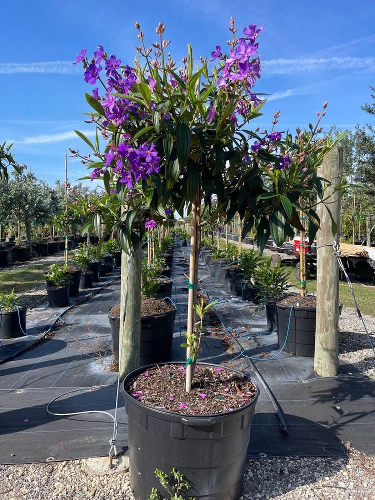 tibouchina-granulosa-purple-glory-tree