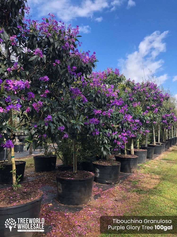 tibouchina-granulosa-purple-glory-tree