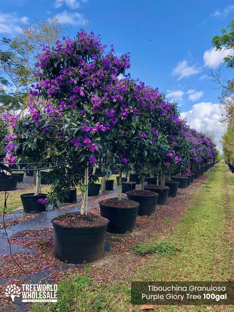 tibouchina-granulosa-purple-glory-tree
