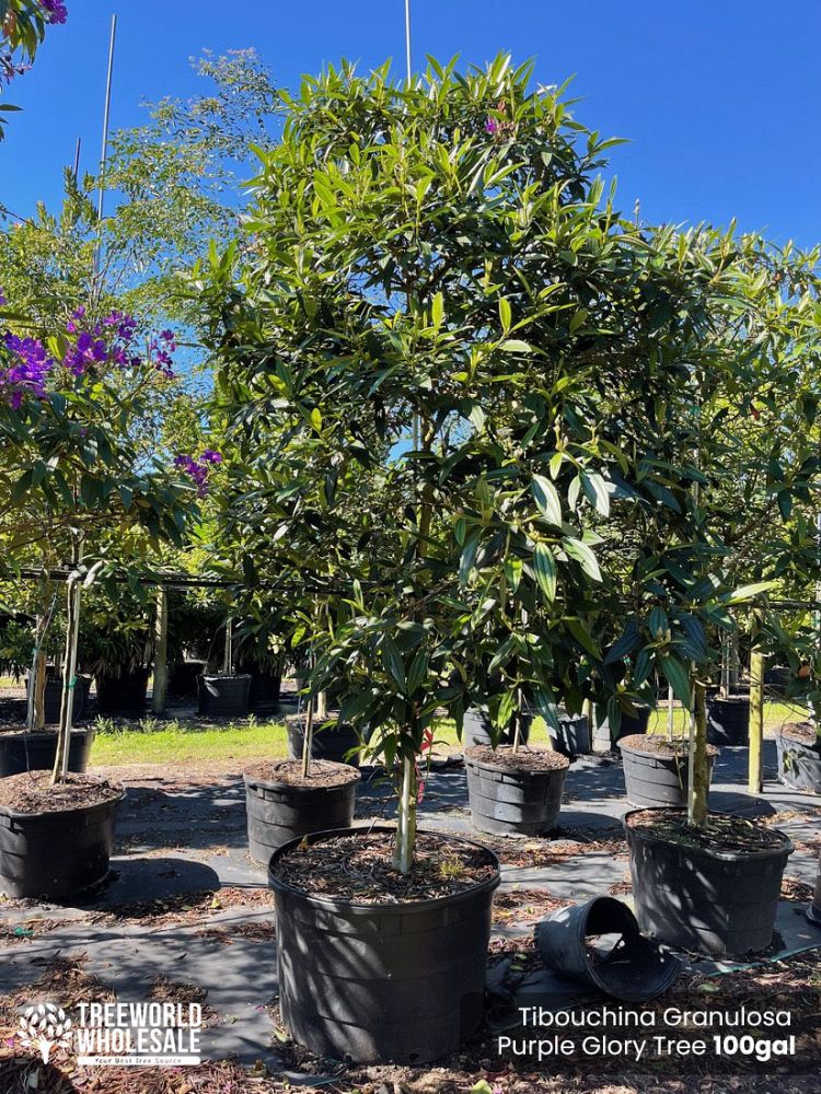 tibouchina-granulosa-purple-glory-tree