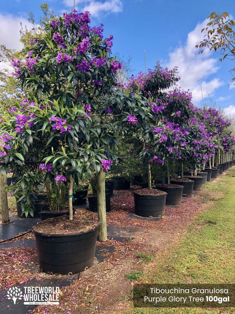 tibouchina-granulosa-purple-glory-tree
