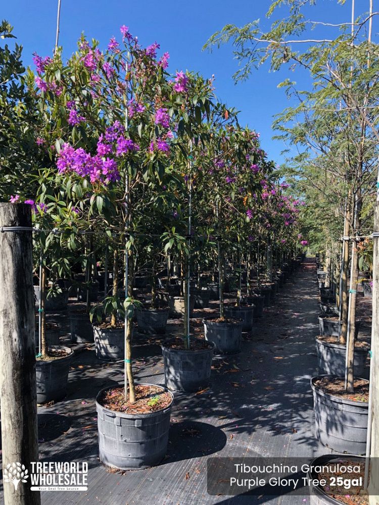 tibouchina-granulosa-purple-glory-tree