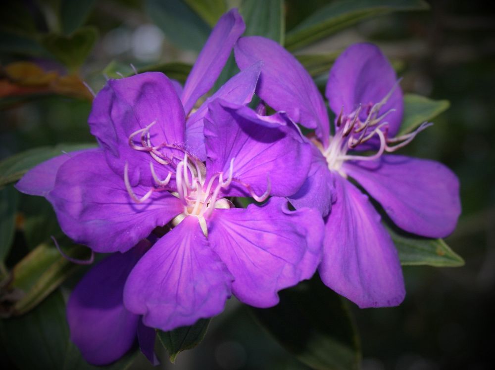 tibouchina-granulosa-purple-glory-tree