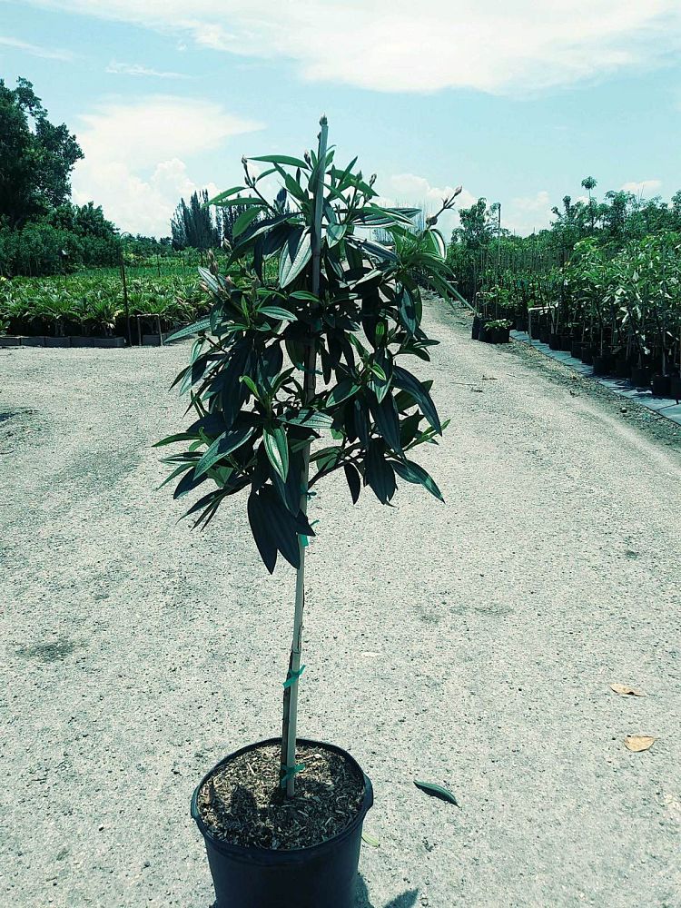 tibouchina-granulosa-purple-glory-tree