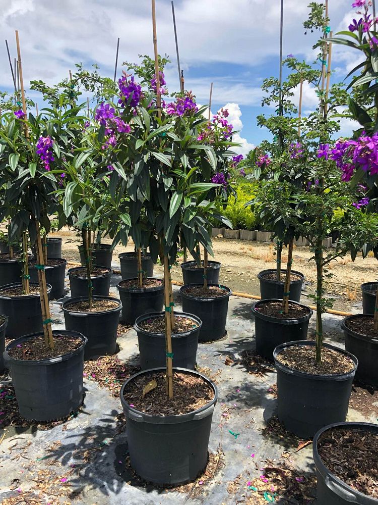 tibouchina-granulosa-purple-glory-tree
