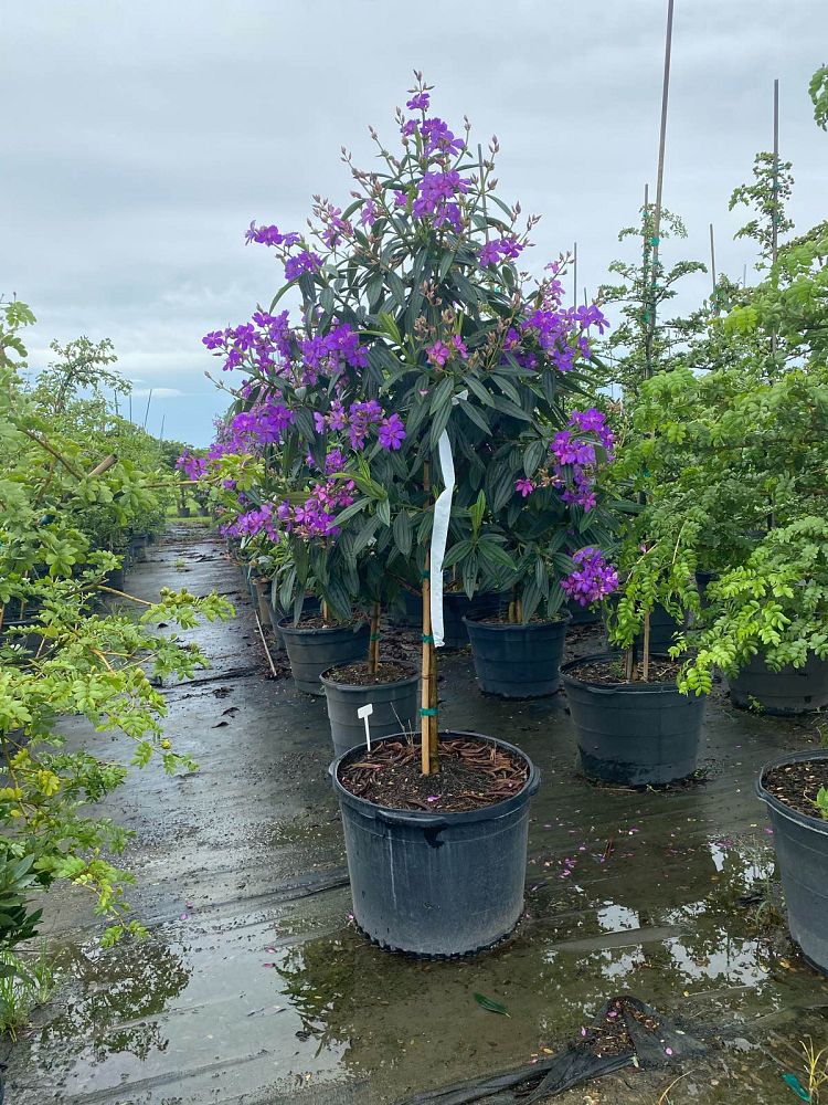 tibouchina-granulosa-purple-glory-tree