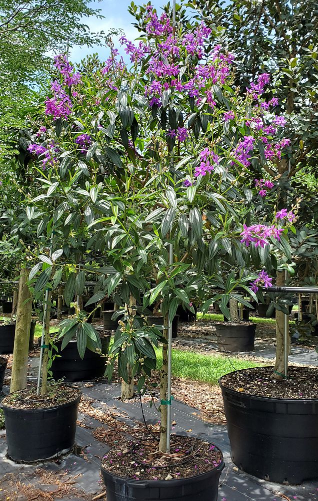 tibouchina-granulosa-purple-glory-tree