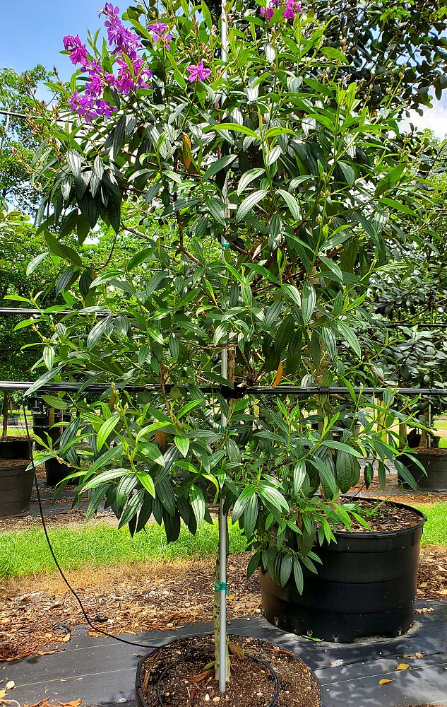 tibouchina-granulosa-purple-glory-tree