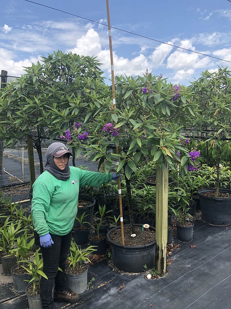 tibouchina-granulosa-purple-glory-tree