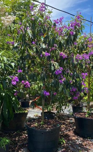 tibouchina-granulosa-purple-glory-tree