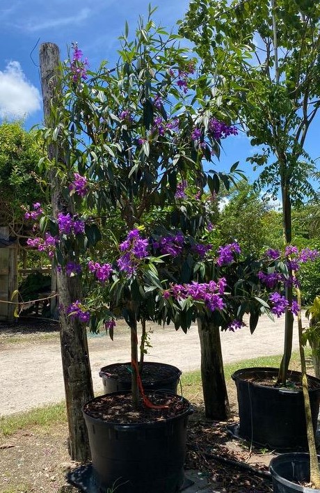 tibouchina-granulosa-purple-glory-tree