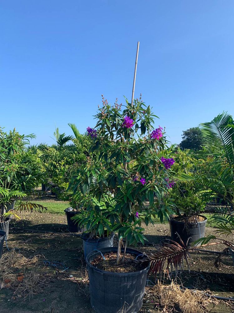 tibouchina-granulosa-purple-glory-tree