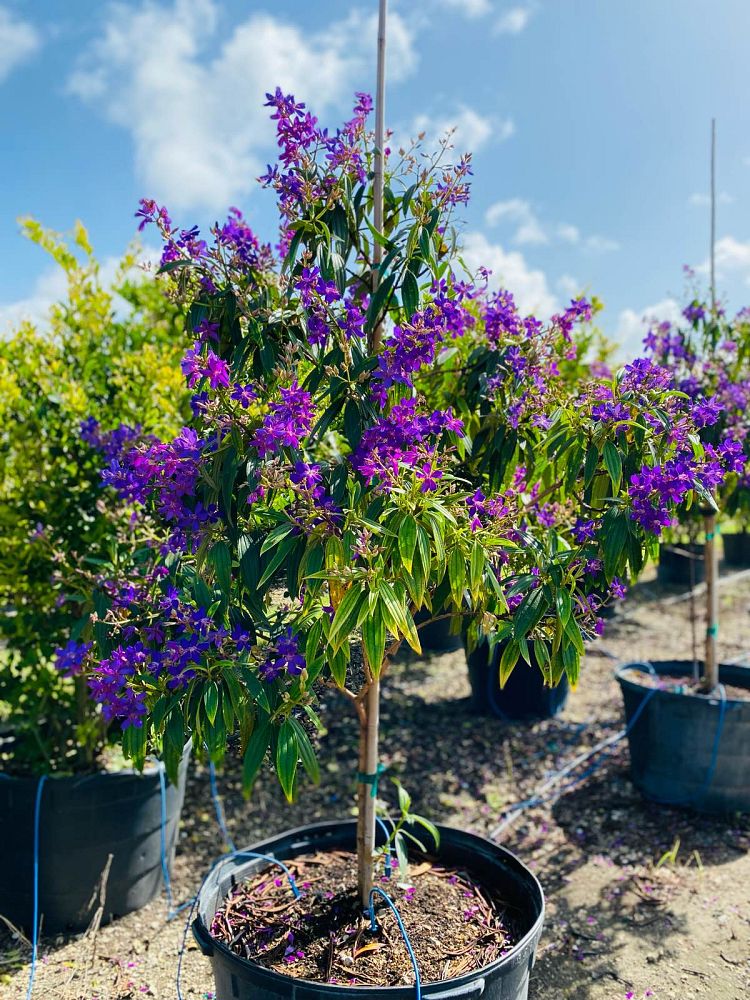 tibouchina-granulosa-purple-glory-tree
