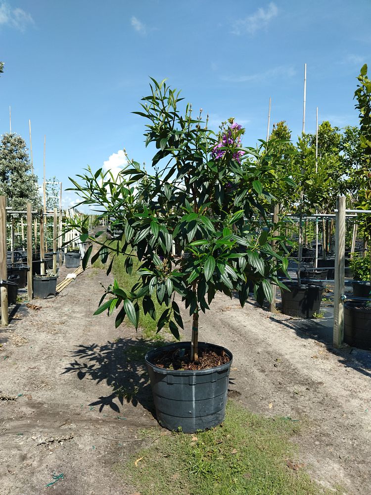 tibouchina-granulosa-purple-glory-tree