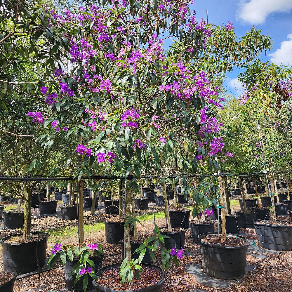tibouchina-granulosa-purple-glory-tree