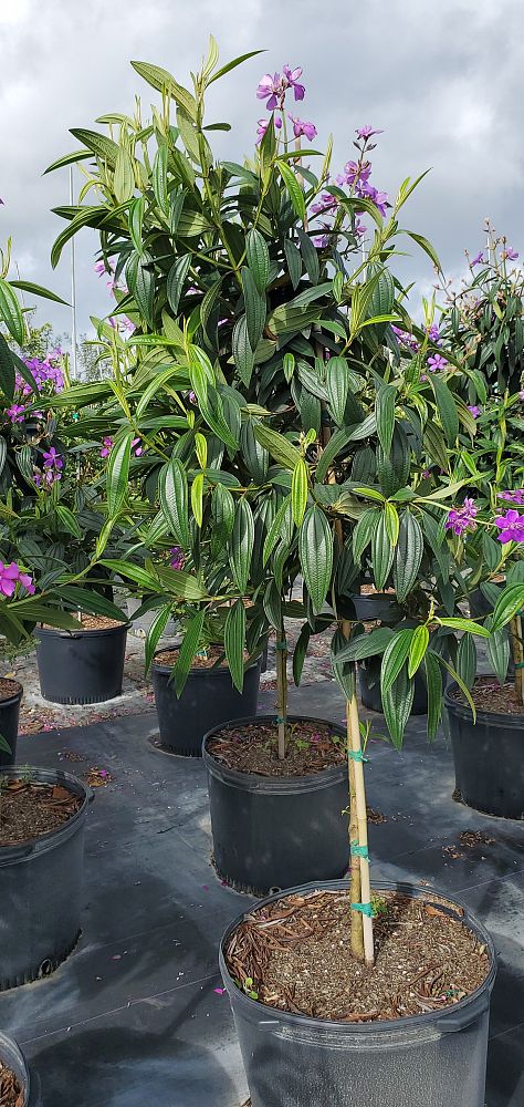 tibouchina-granulosa-purple-glory-tree