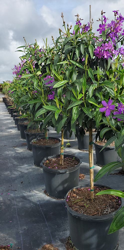tibouchina-granulosa-purple-glory-tree